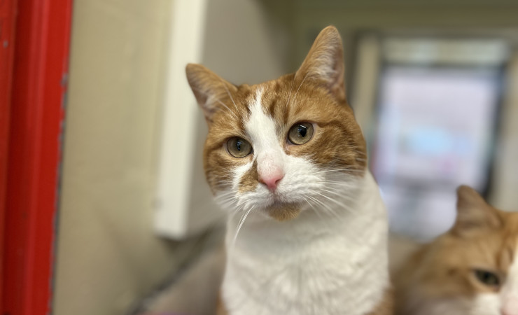 Blade & Mischief (10)