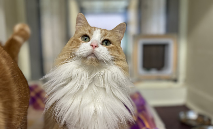 Blade & Mischief (11)