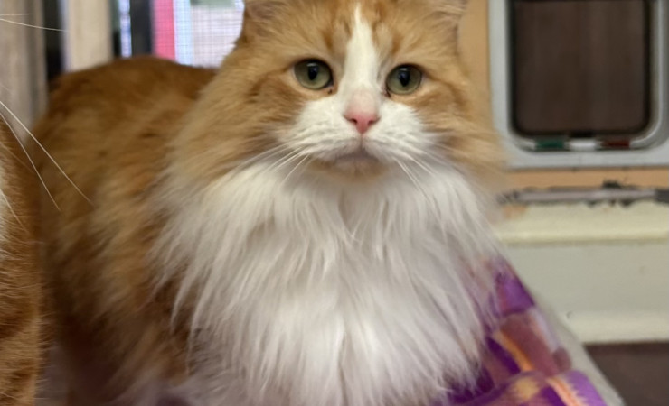 Blade & Mischief (14)