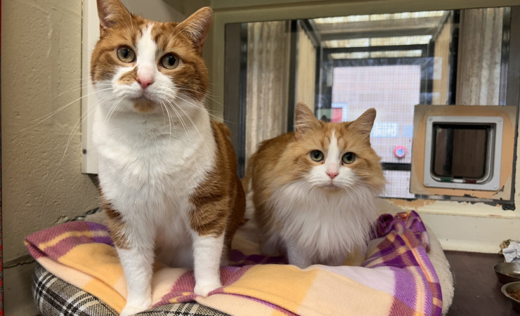 Blade & Mischief (1)