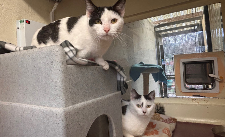 Princess & Dotty (7)