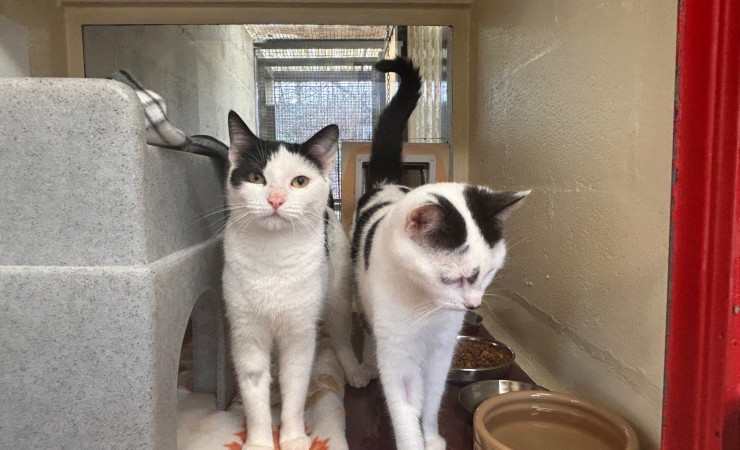 Princess & Dotty (11)