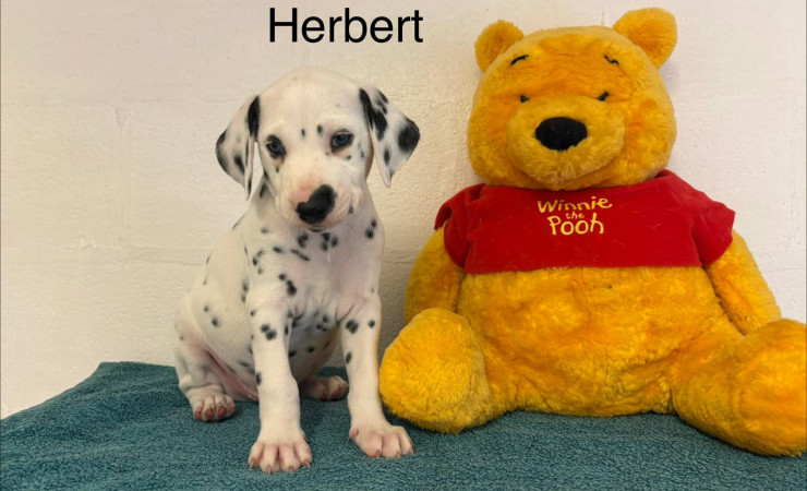 Herbert (4)