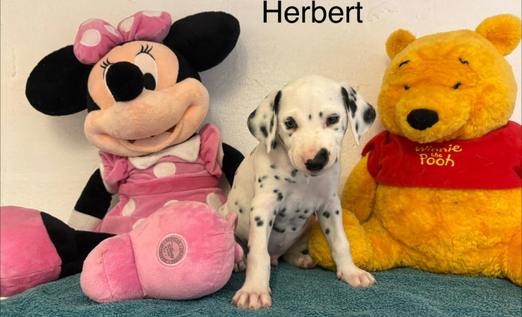Herbert (2)