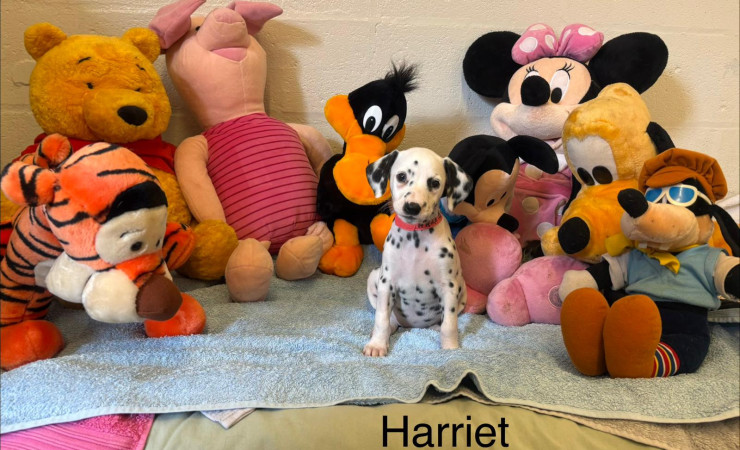 Harriet (1)