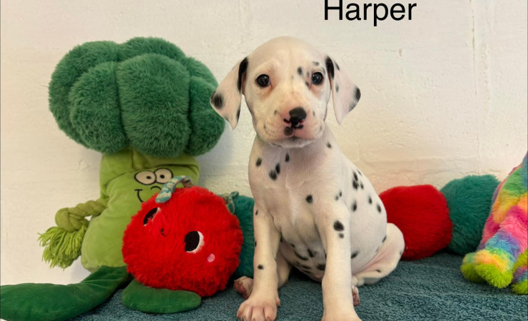 Harper (4)