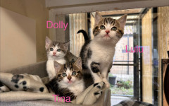 Dolly, Tina & Lulu (1)