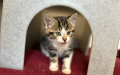 Dolly, Tina & Lulu (4)