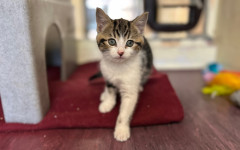 Dolly, Tina & Lulu (5)