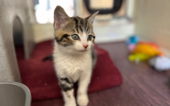 Dolly, Tina & Lulu (6)