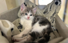 Dolly, Tina & Lulu (7)