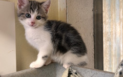 Dolly, Tina & Lulu (9)