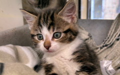 Dolly, Tina & Lulu (11)