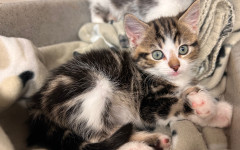 Dolly, Tina & Lulu (14)