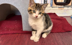 Dolly, Tina & Lulu (17)