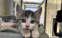 Dolly, Tina & Lulu (20)