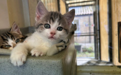 Dolly, Tina & Lulu (21)