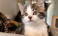 Elvis, Bowie & Freddie (1)