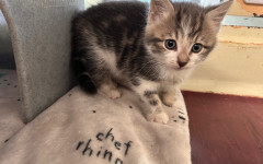 Elvis, Bowie & Freddie (5)