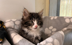 Elvis, Bowie & Freddie (6)