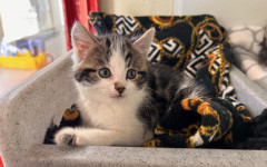 Elvis, Bowie & Freddie (8)