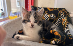 Elvis, Bowie & Freddie (9)