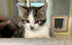 Elvis, Bowie & Freddie (11)