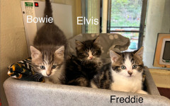 Elvis, Bowie & Freddie (13)