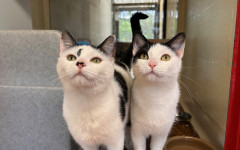 Dotty & Princess (2)