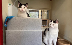 Dotty & Princess (5)