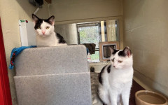 Dotty & Princess (6)