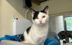 Dotty & Princess (8)