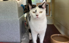 Dotty & Princess (9)