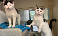 Dotty & Princess (11)