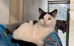 Dotty & Princess (1)