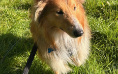 Blaze (18)