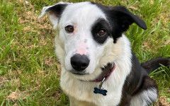 Patch (1)