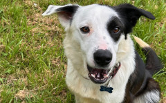 Patch (13)