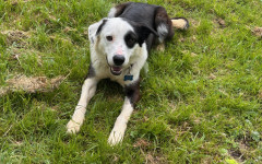 Patch (12)