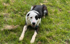Patch (11)