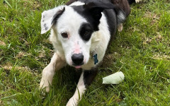 Patch (9)