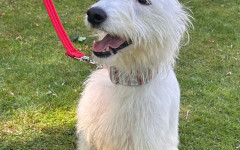 Snowy (14)