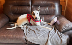 Penny (10)