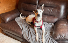 Penny (5)