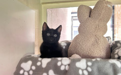 Stella (3)