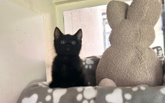 Stella (4)