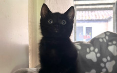 Stella (5)