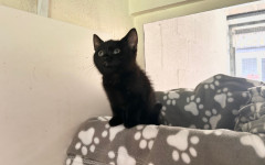 Stella (1)