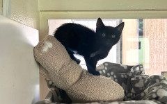 Stella (7)