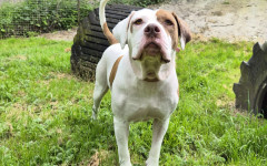 Bonnie (2)